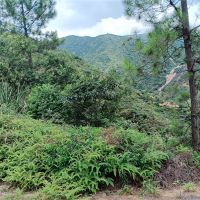 2礦同出！260萬方/年！廣東砂石大礦掛牌出讓